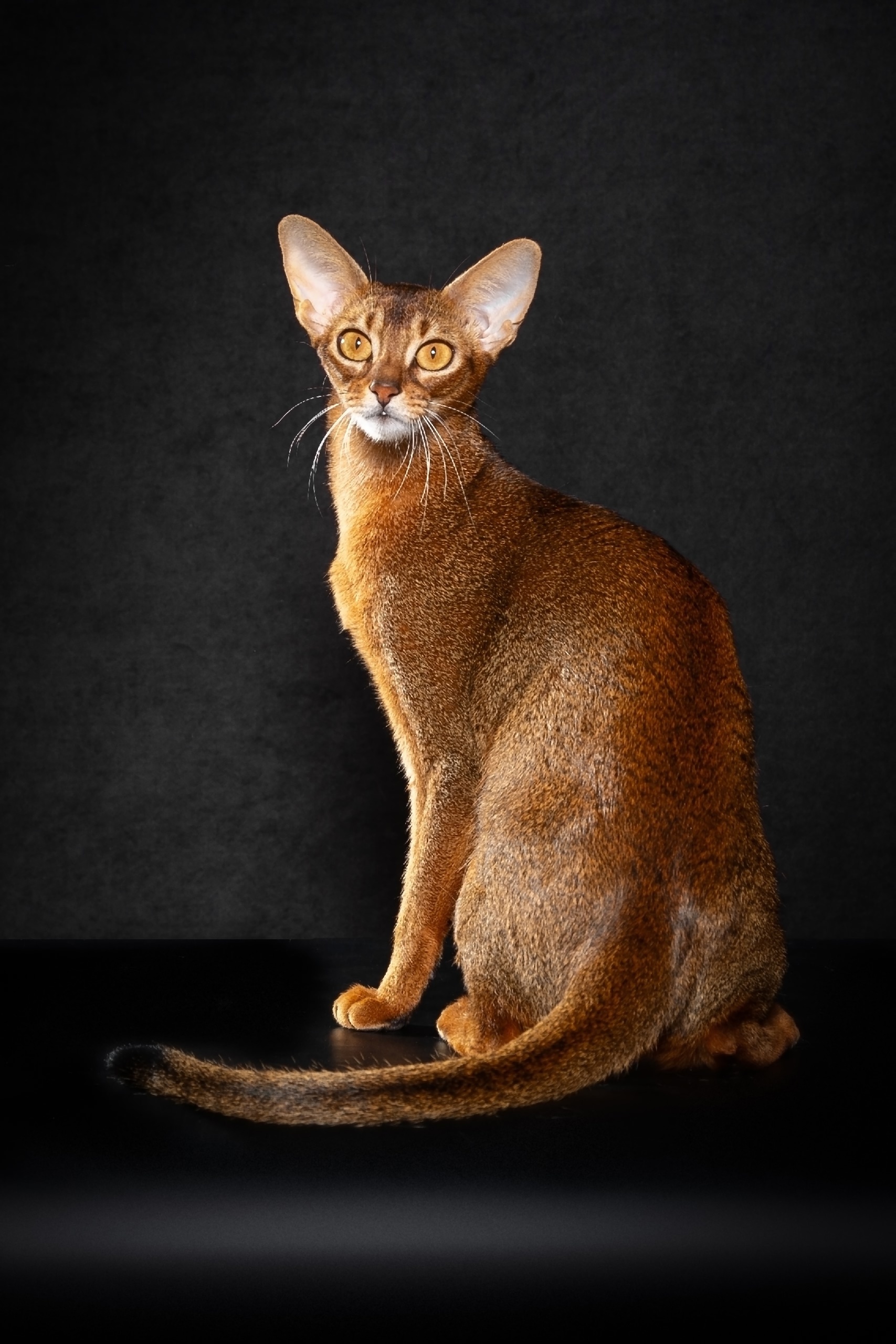 Абиссинская кошка