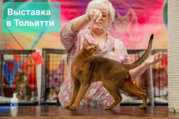 Фото кошки Диего