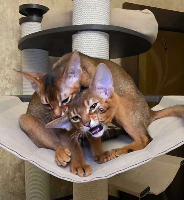 Котёнок питомника Orenaby
