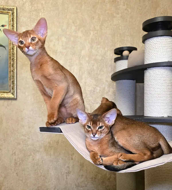 Котёнок питомника Orenaby