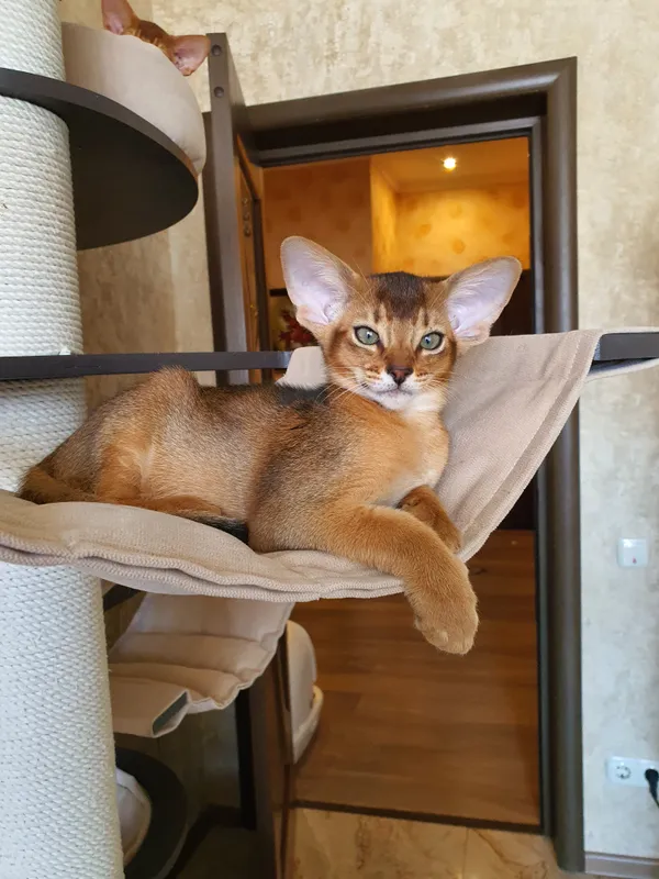 Котёнок питомника Orenaby