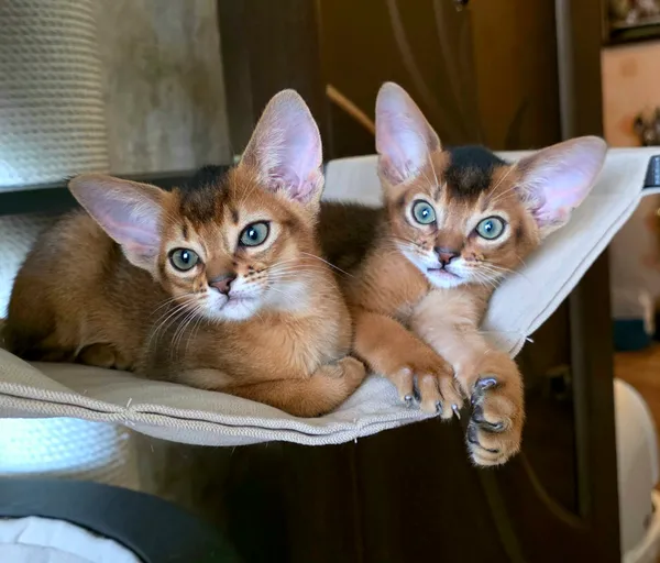Котёнок питомника Orenaby