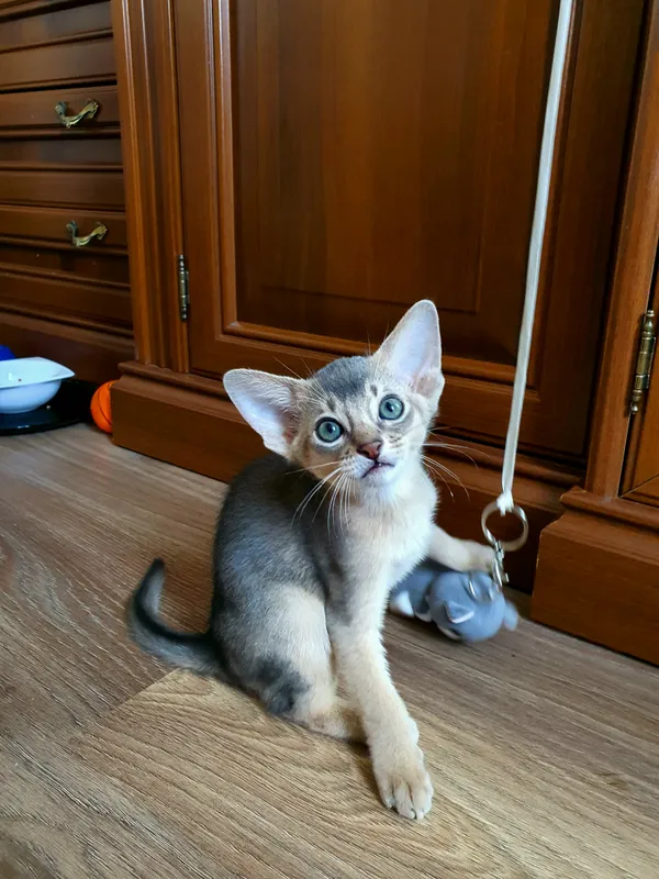 Котёнок питомника Orenaby
