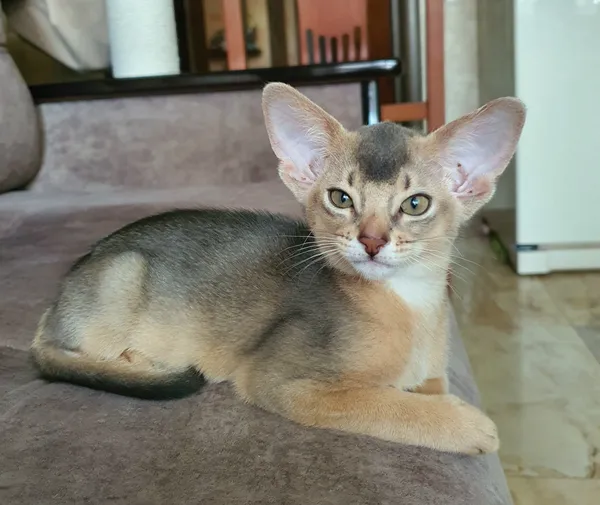 Котёнок питомника Orenaby