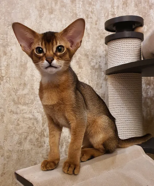 Котёнок питомника Orenaby
