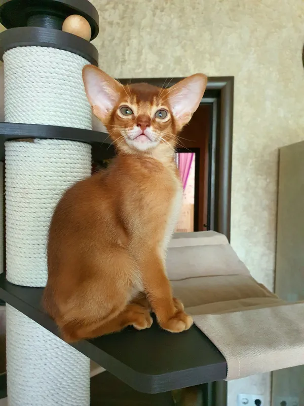 Котёнок питомника Orenaby