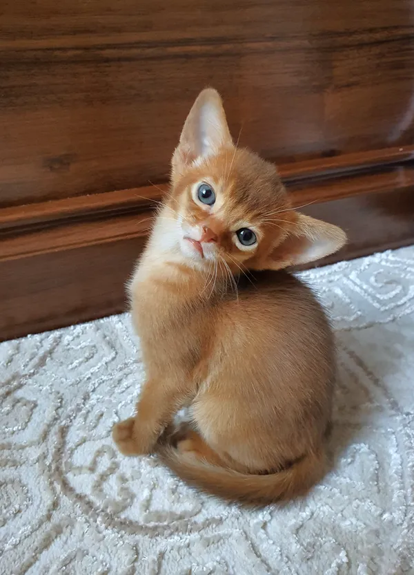 Котёнок питомника Orenaby