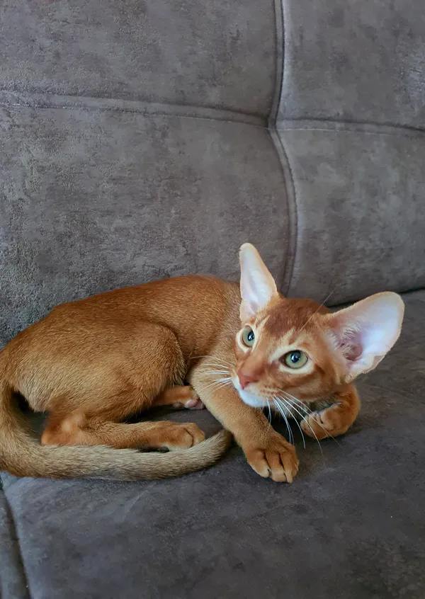 Котёнок питомника Orenaby