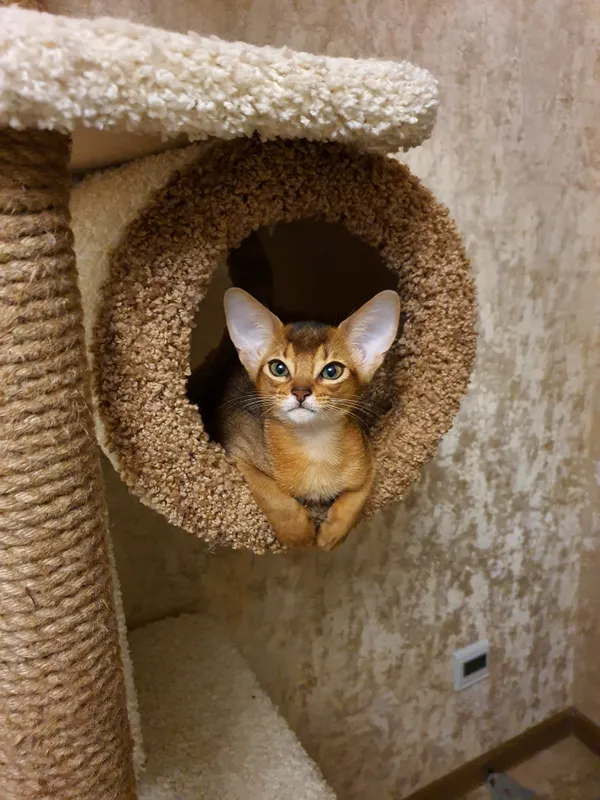 Котёнок питомника Orenaby